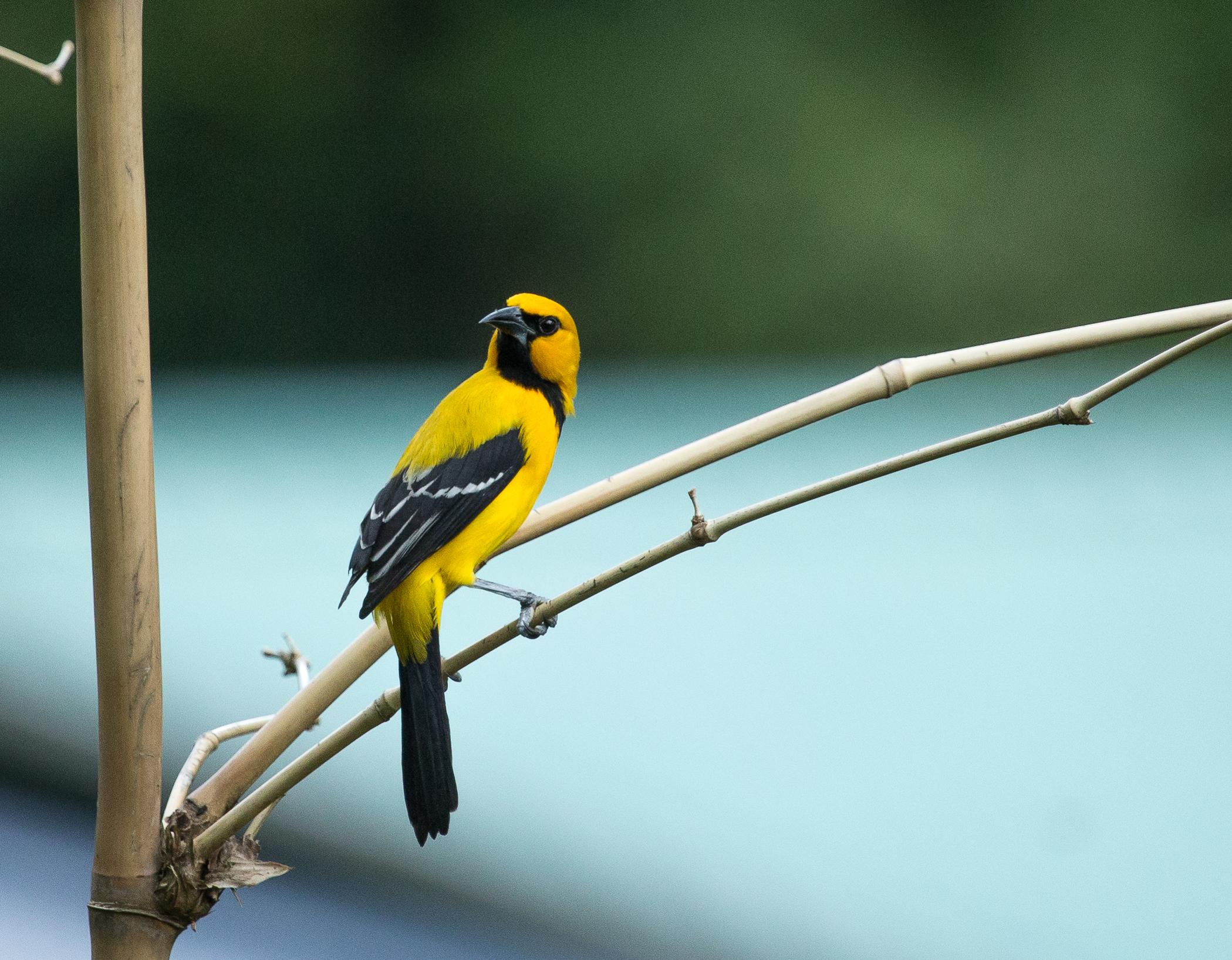 Yellow Oriole